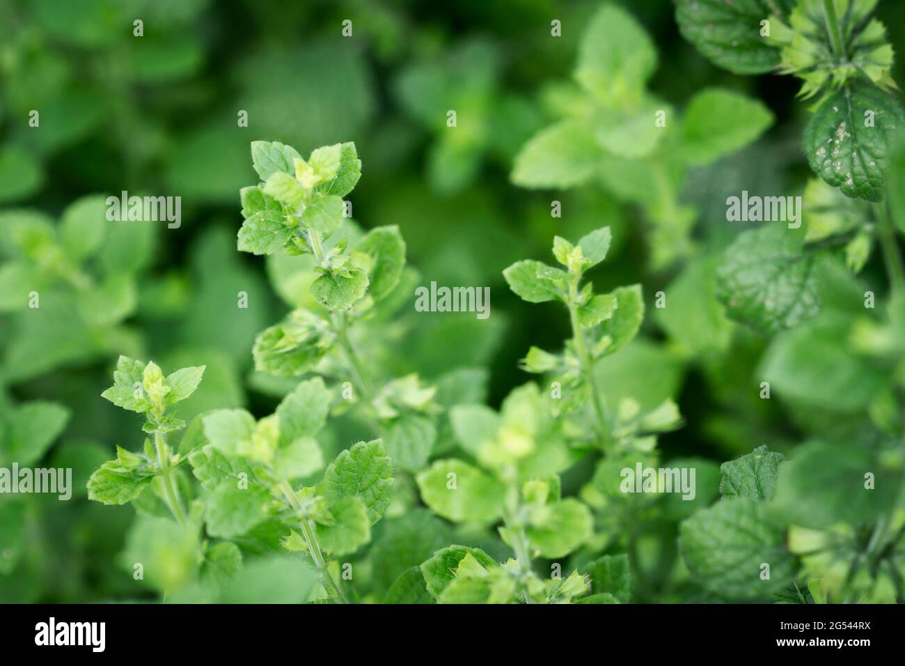 Close up of beautiful fresh mint growing in the garden Stock Photo