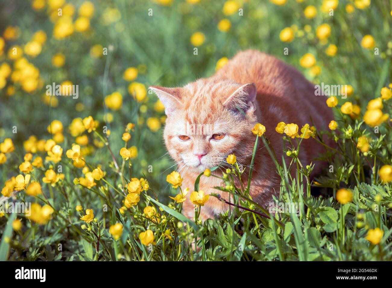Small ginger kitten lying on the flower lawn. Cat enjoying spring Stock Photo
