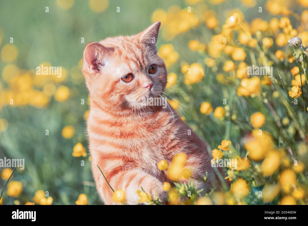 Small ginger kitten sitting on the flower lawn. Cat enjoying spring Stock Photo
