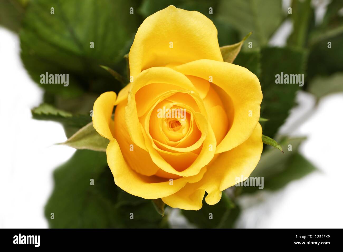 Single bud of yellow rose with green leaves on a white background. Shallow focus. Top view. Stock Photo