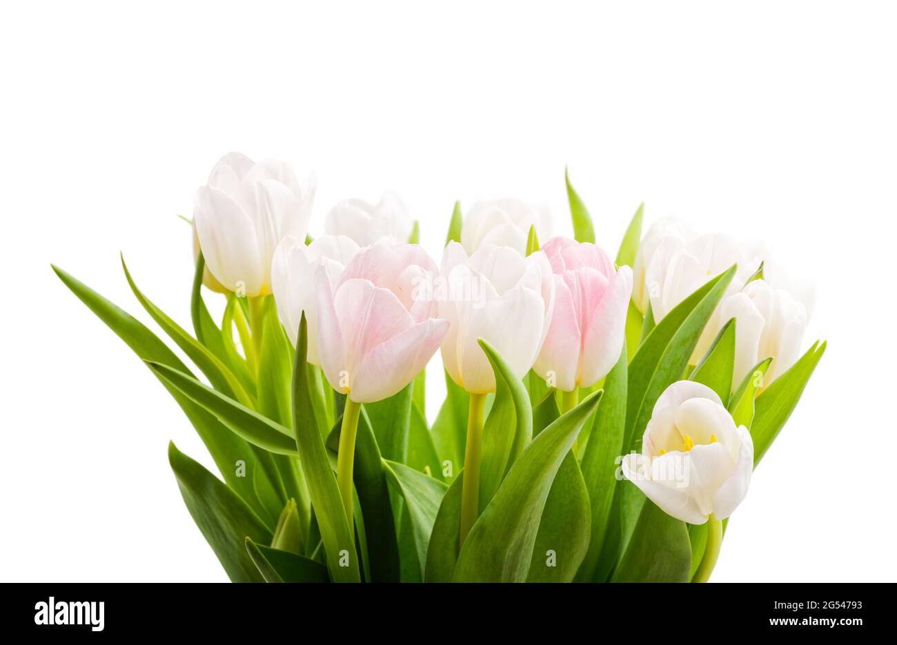Closeup bouquet of spring tulips flowers in delicate white and pink ...