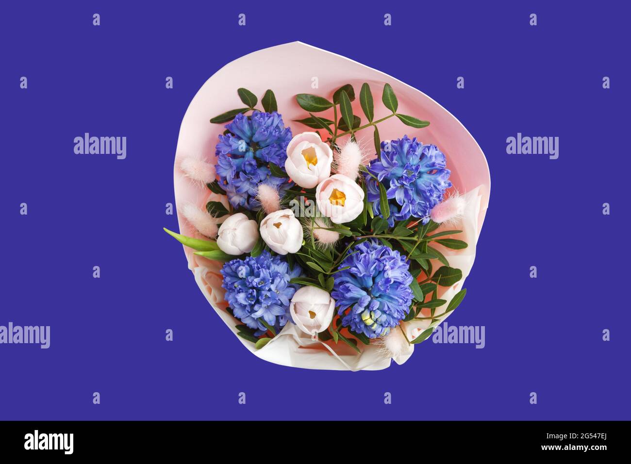 Bouquet Of Pink Tulips And Violet Hyacinths Isolated On Violet bouquet-of-pink-tulips-and-violet-hyacinths-isolated-on-violet
