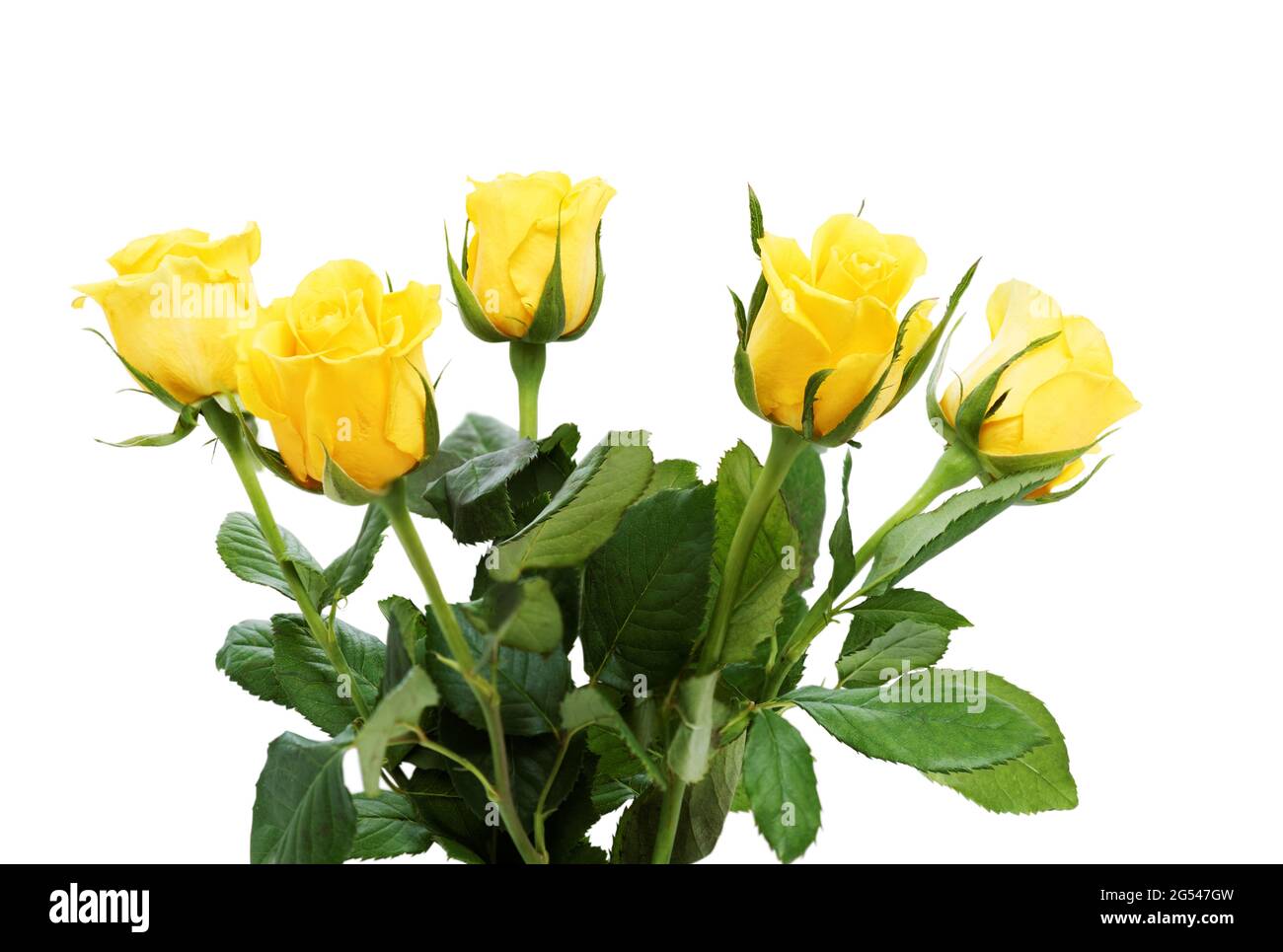 Bouquet of five yellow roses with green leaves isolated on white Stock Photo