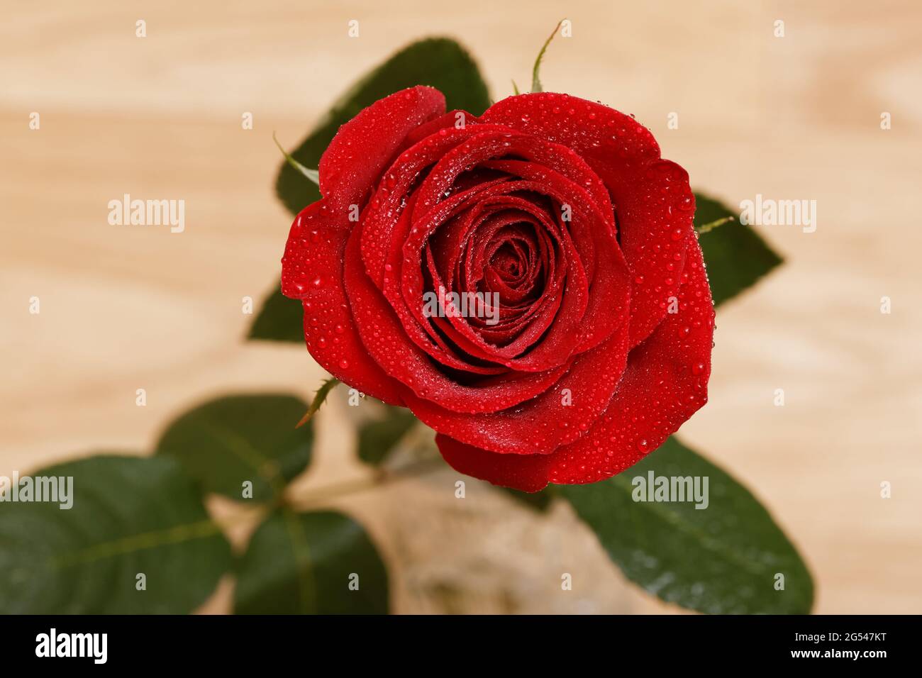 Single red rose with dew drops hi-res stock photography and images - Alamy