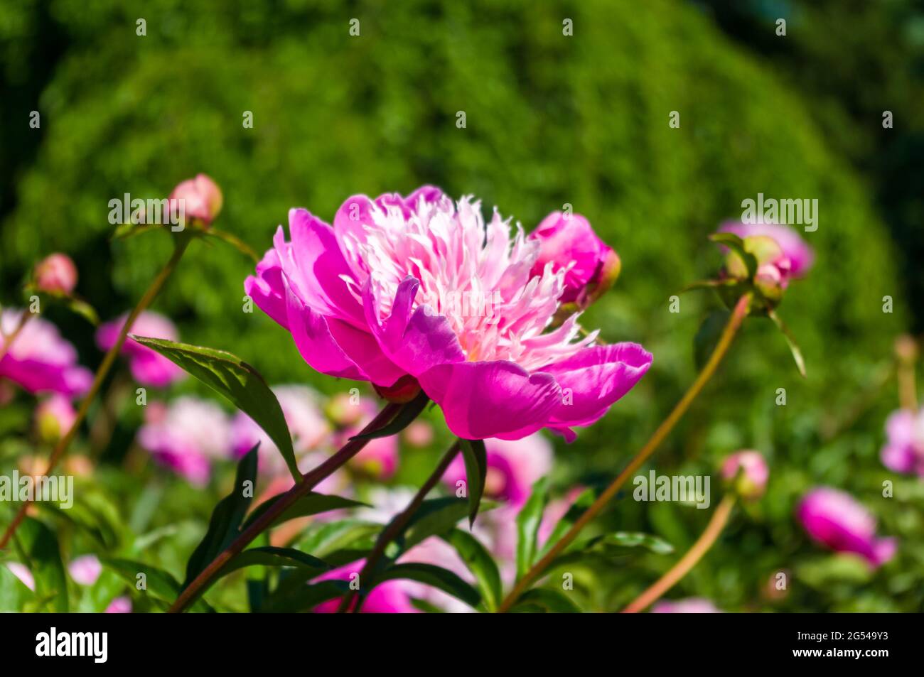 Beautiful natural background for valentine day, 8 march, and love theme, peony flowers Paeonia lactiflora, close up Stock Photo