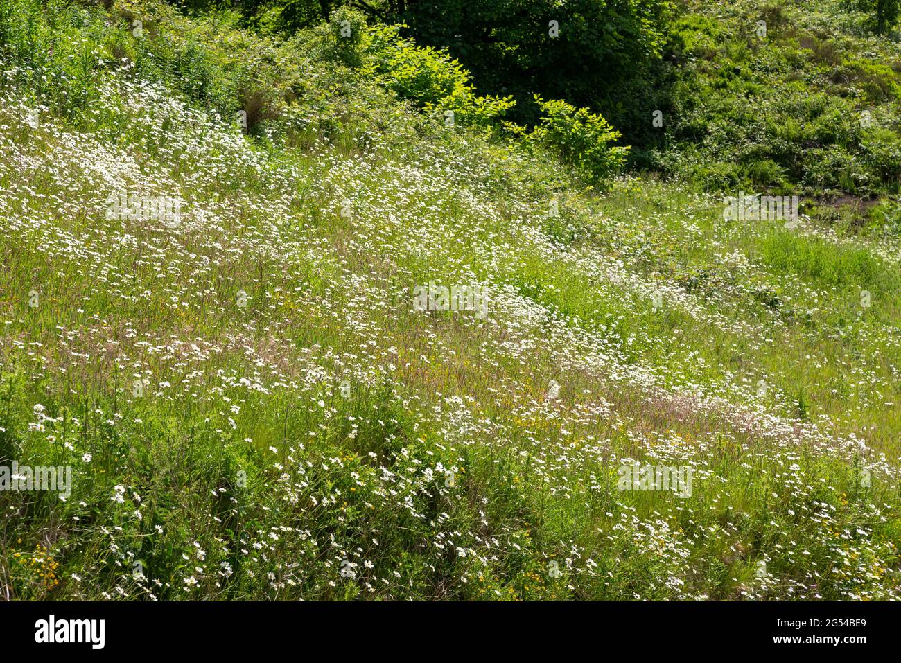 Mass of wild Oxeye daises in grassland in West Yorkshire, Northern England. Seen beside Ramsden reservoir near Holmfirth. Stock Photo