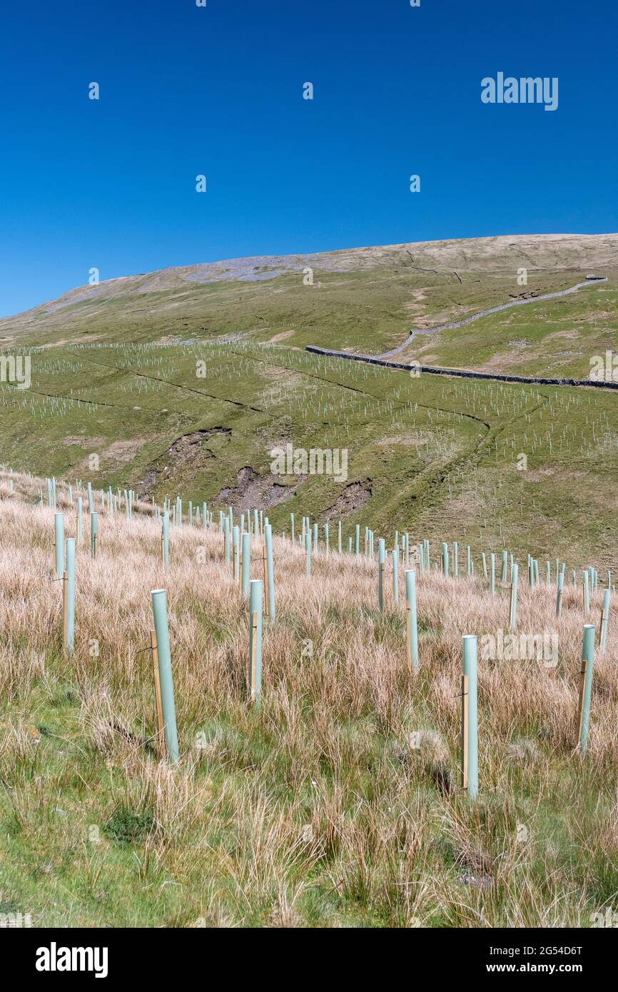 Trees planted on moorland as part of a government scheme to help reduce flooding and store Carbon. North Yorkshire, UK. Stock Photo
