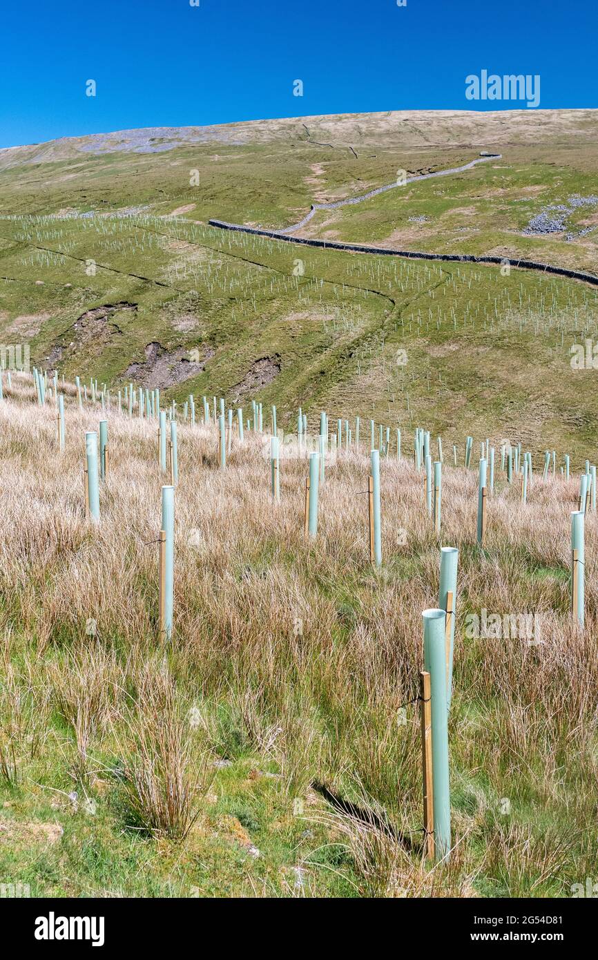 Trees planted on moorland as part of a government scheme to help reduce flooding and store Carbon. North Yorkshire, UK. Stock Photo