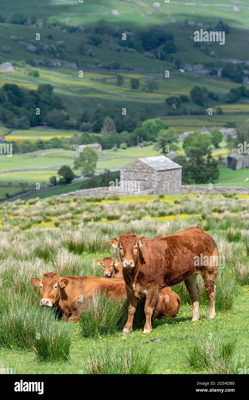 Limousin beef cattle on upland pastures above Swaledale in early summer, Yorkshire Dales National Park, UK. Stock Photo