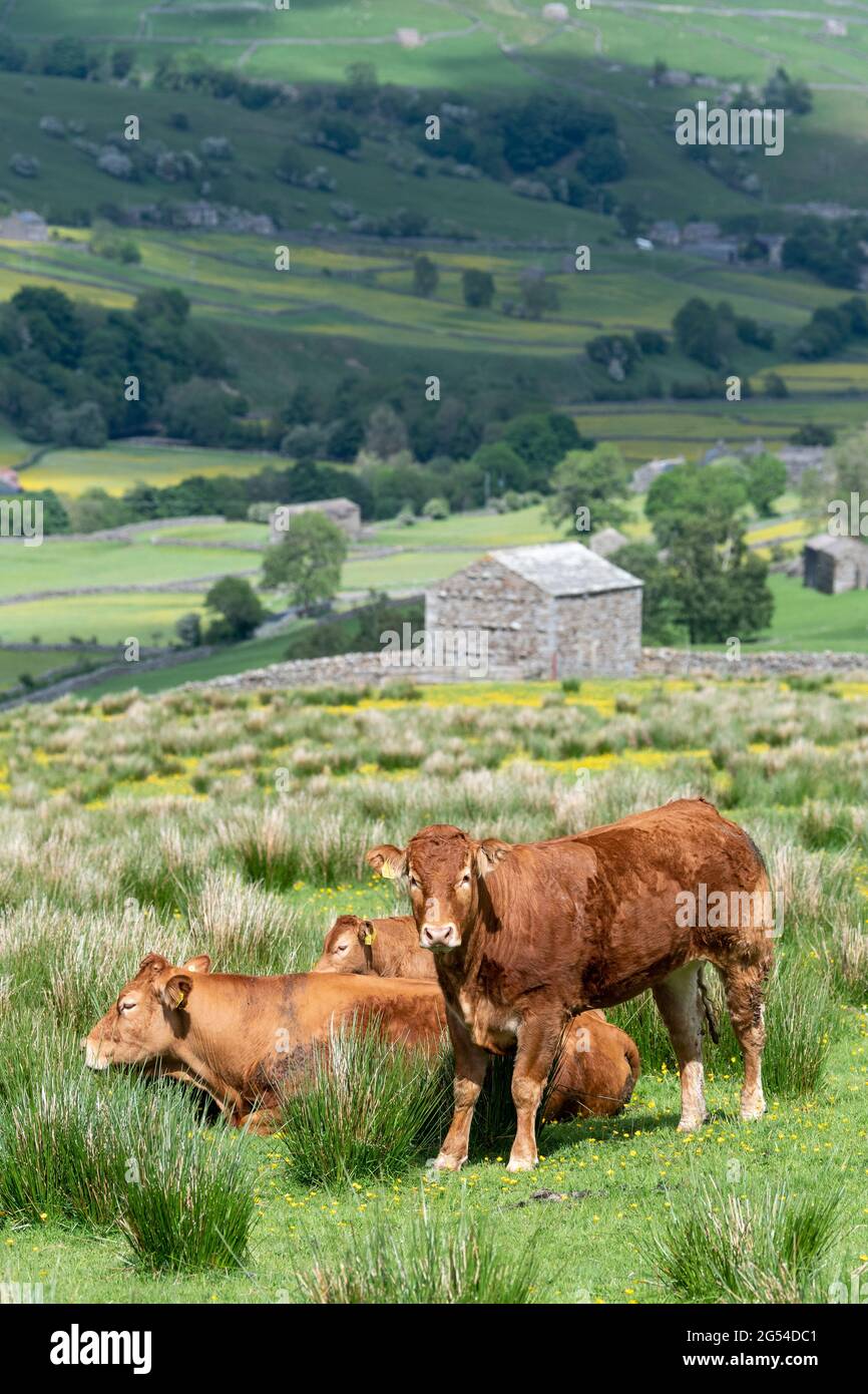 Limousin beef cattle on upland pastures above Swaledale in early summer, Yorkshire Dales National Park, UK. Stock Photo
