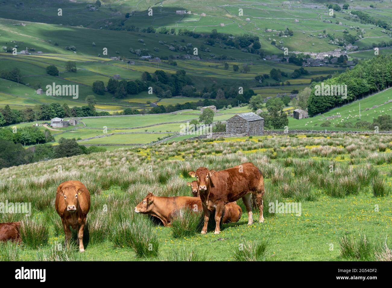 Limousin beef cattle on upland pastures above Swaledale in early summer, Yorkshire Dales National Park, UK. Stock Photo