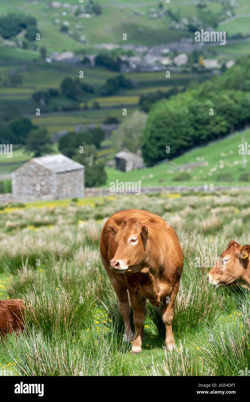 Limousin beef cattle on upland pastures above Swaledale in early summer, Yorkshire Dales National Park, UK. Stock Photo