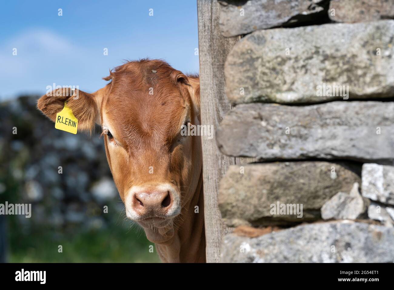 Limousin calf looking around the edge of a wall, Lancashire, UK. Stock Photo