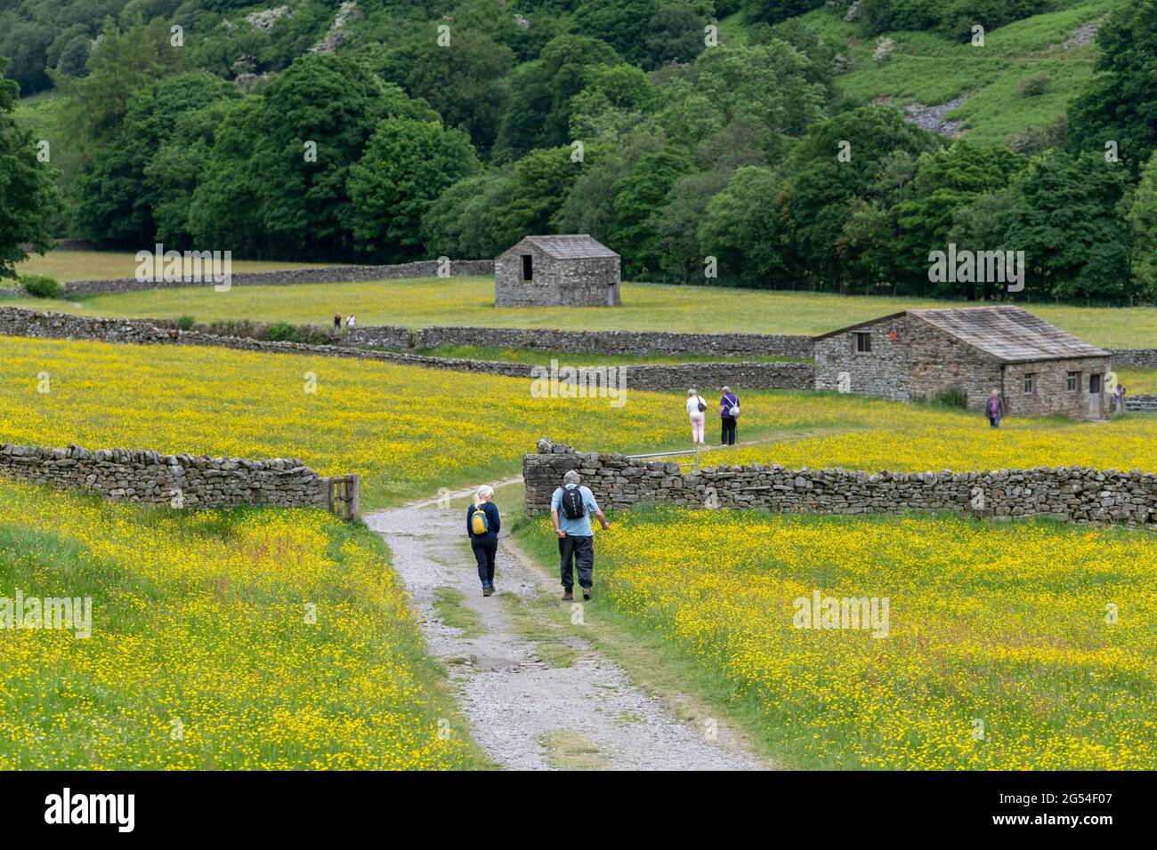 Walkers visiting the Muker meadows in early summer when they are in full bloom. Yorkshire Dales National Park, UK. Stock Photo