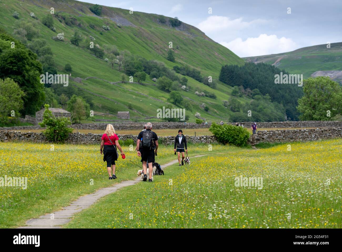 Tourists walking dogs on leads through the Muker wildflower meadows, Yorkshire Dales National Park, UK. Stock Photo