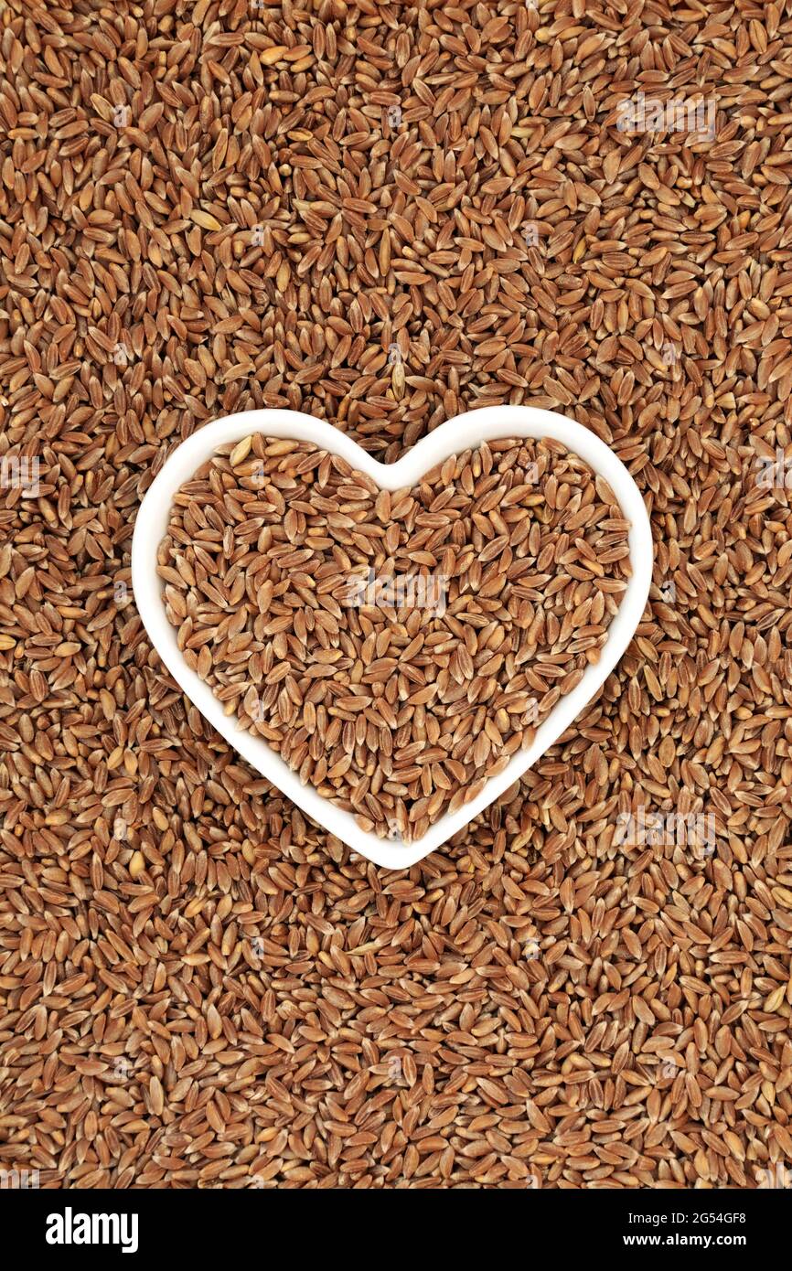 Emmer farro wheat grain in a heart shaped dish and forming a background. High in antioxidants