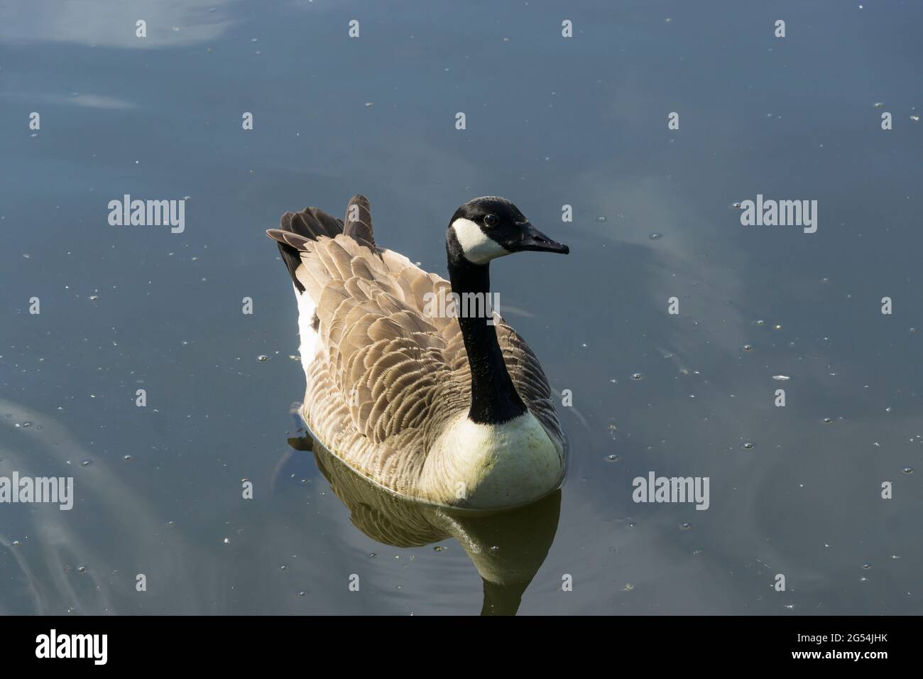 Canada goose beak hi res stock photography and images Alamy