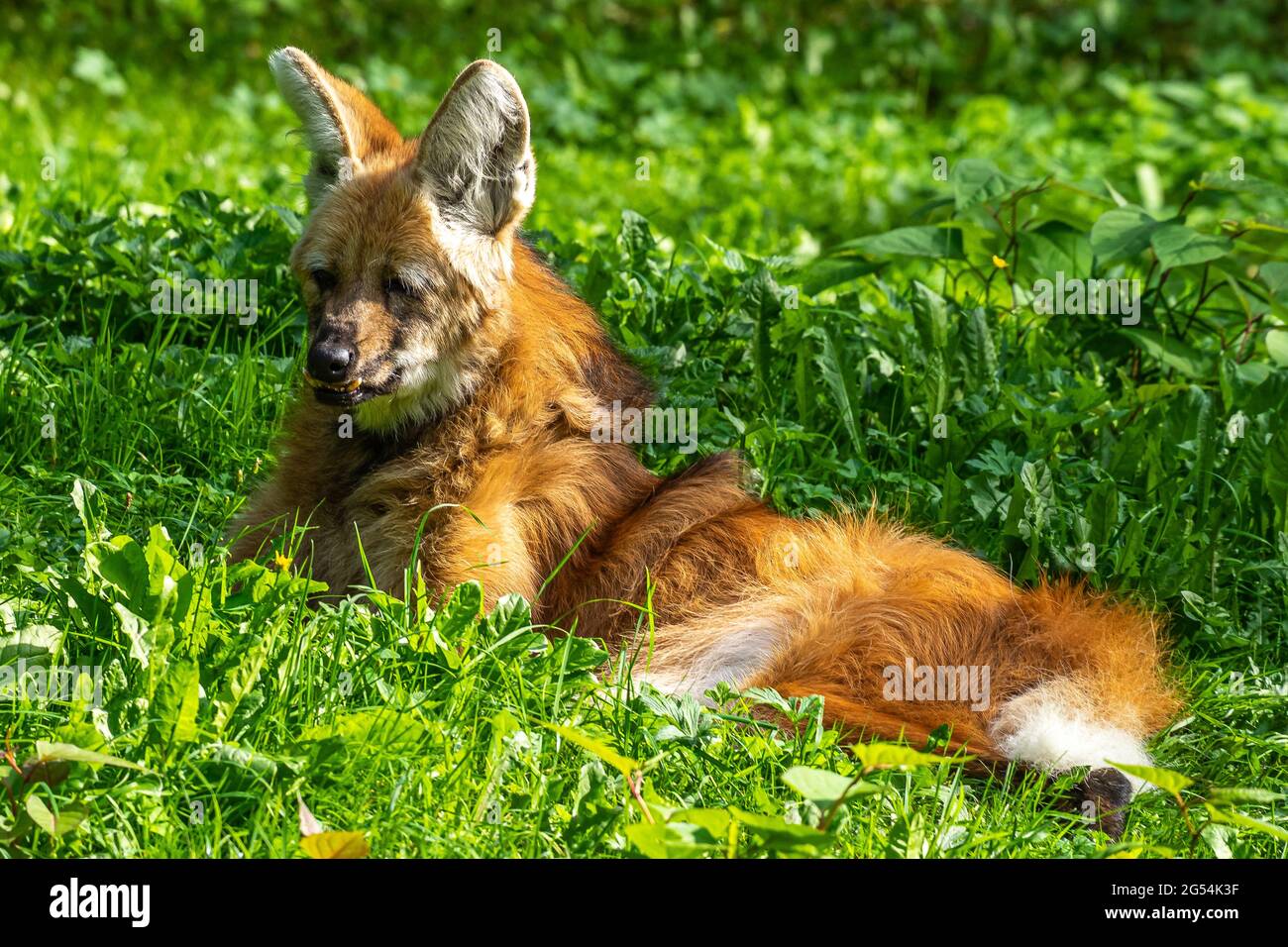 The Maned Wolf, Chrysocyon brachyurus is the largest canid of South America.  This mammal lives in open and semi-open habitats, especially grasslands w  Stock Photo - Alamy