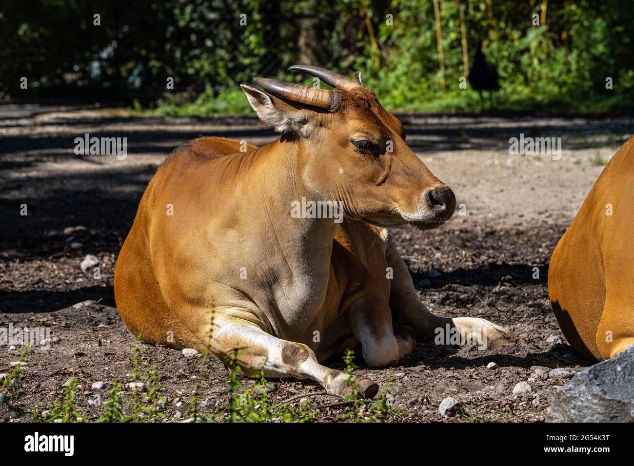 Page 14 Animal Characteristics High Resolution Stock Photography And Images Alamy