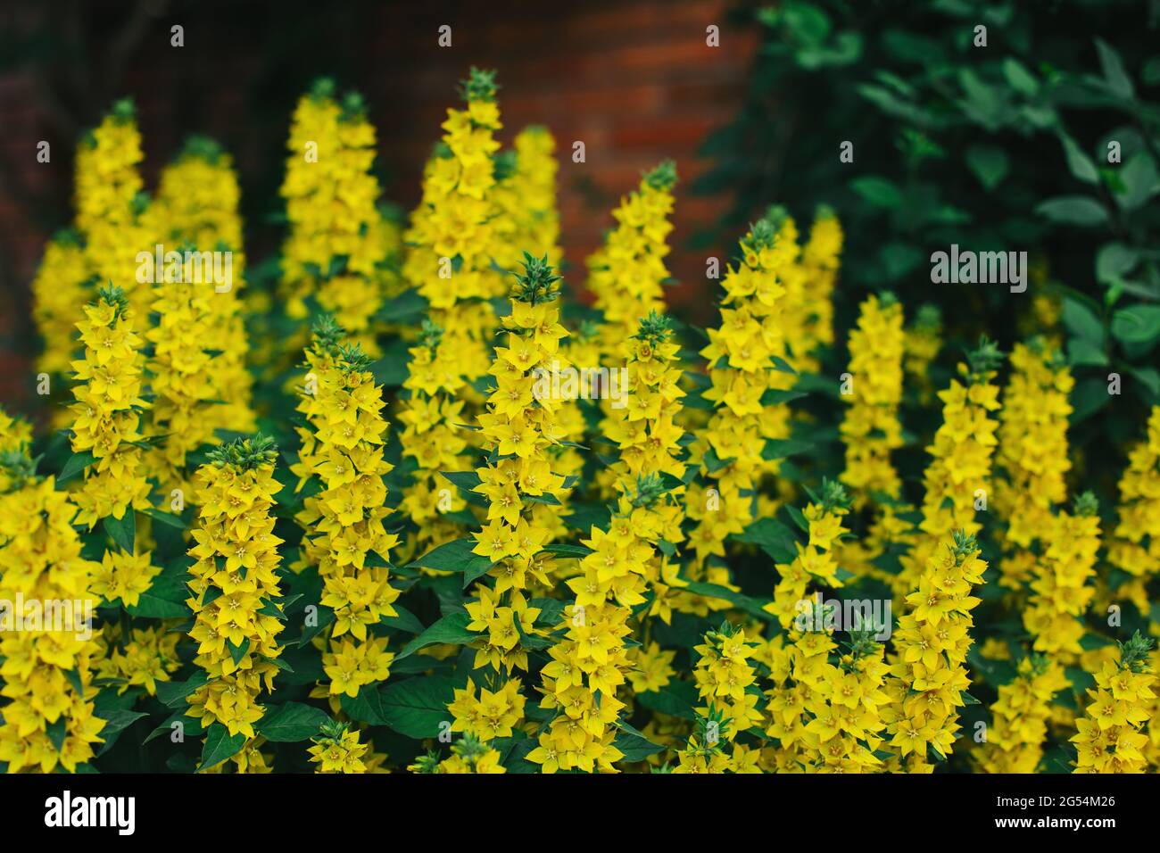 Beautiful yellow flowers of Loosestrife (Moneywort) in a summer garden. Selective focus. Stock Photo