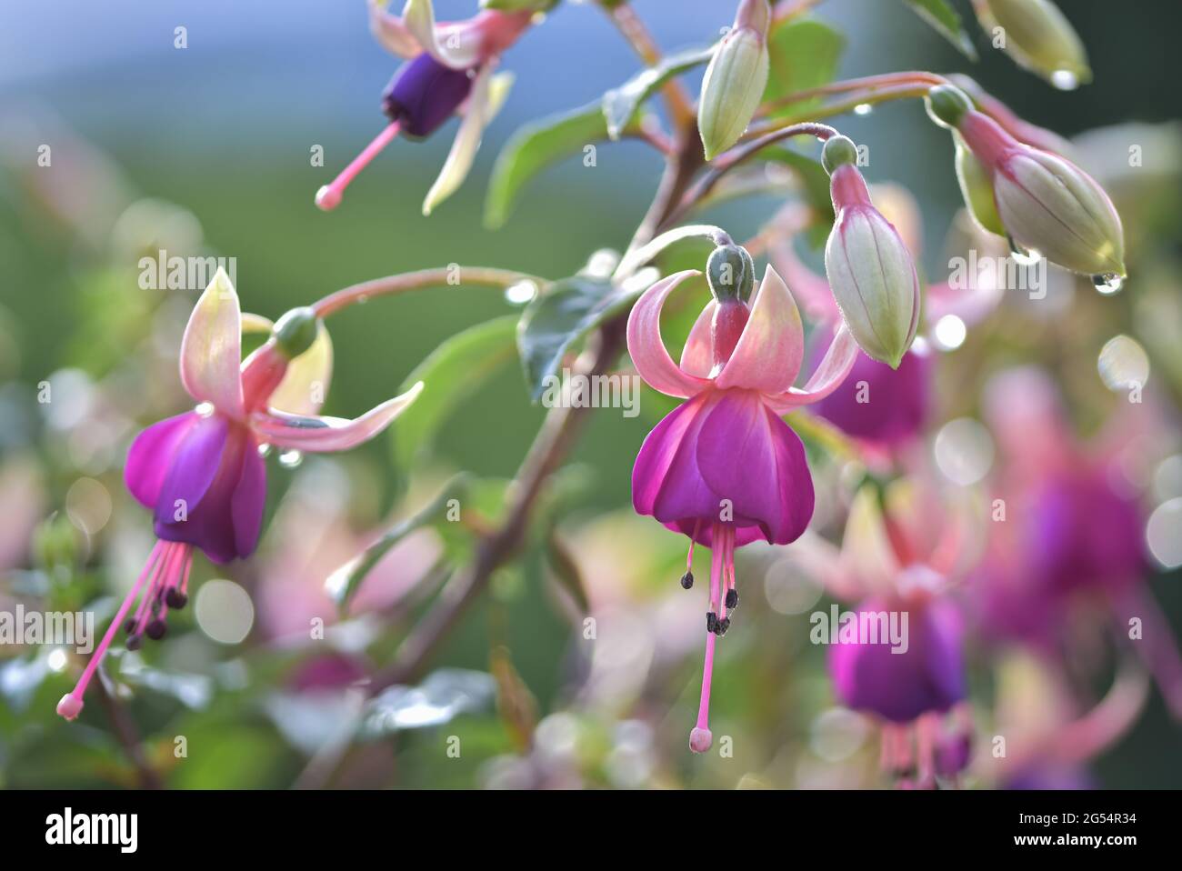 Pink fuchsia flowers with rain drops, soft background close-up Stock Photo