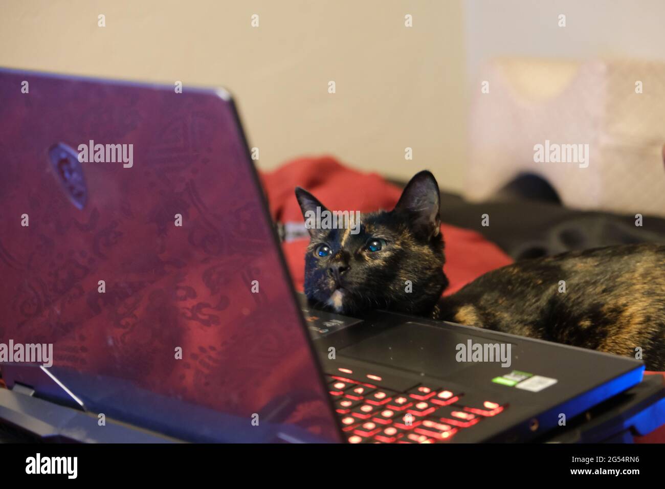 Tortoiseshell cat affectionately looking at laptop Stock Photo
