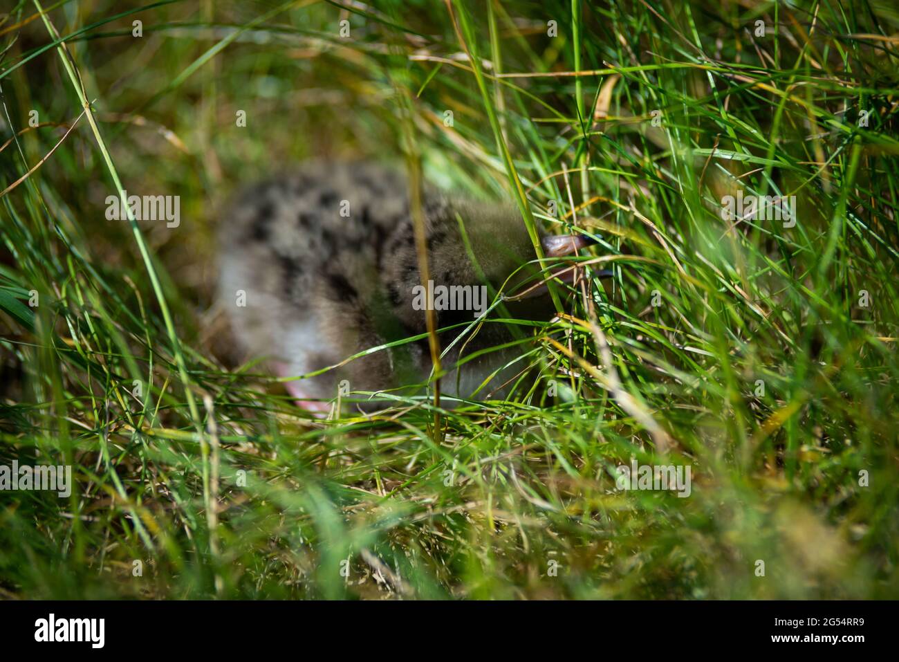 baby seagull chick hiding among the green grass Stock Photo