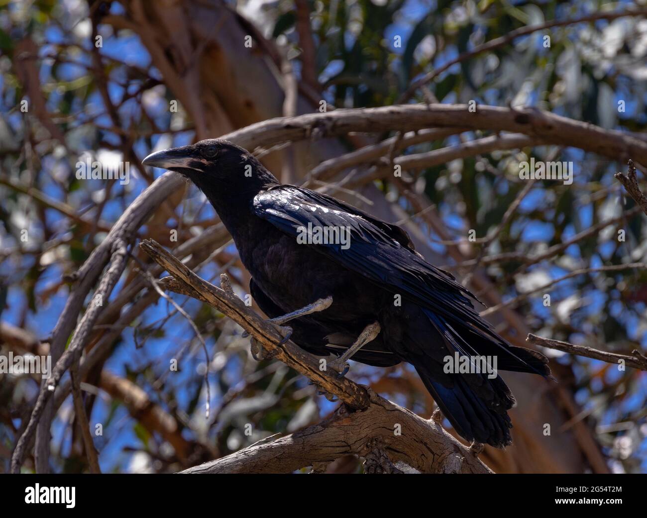Juvenile raven Stock Photo