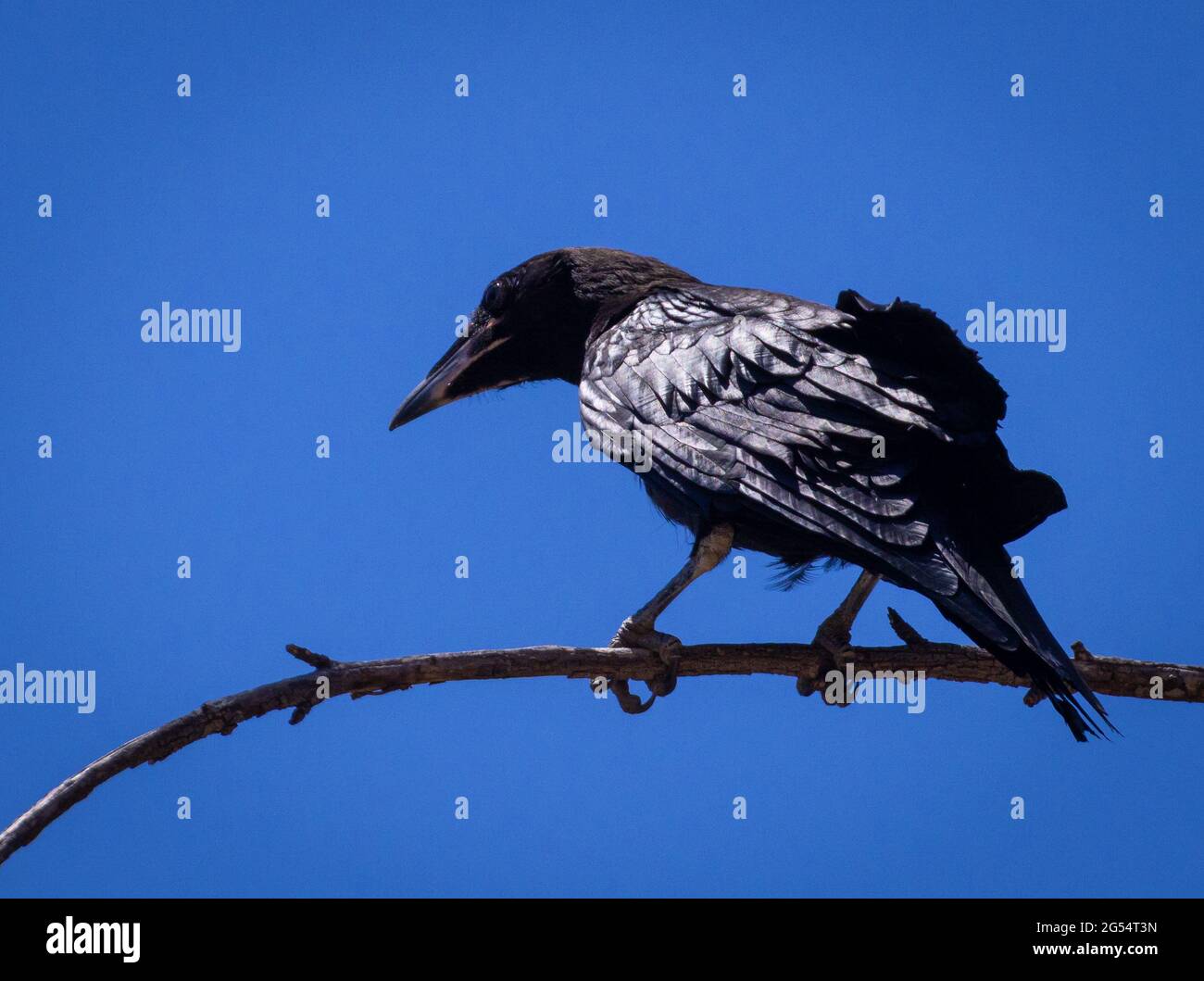 Juvenile Raven on a twig Stock Photo