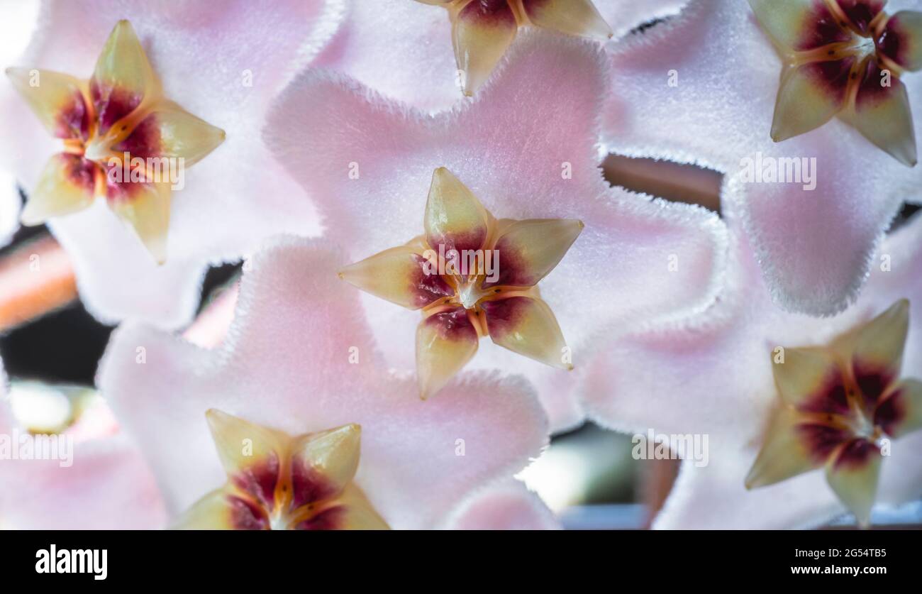 Macro close up hoya flower that cries or wax flower Latin Hoya carnosa Stock Photo