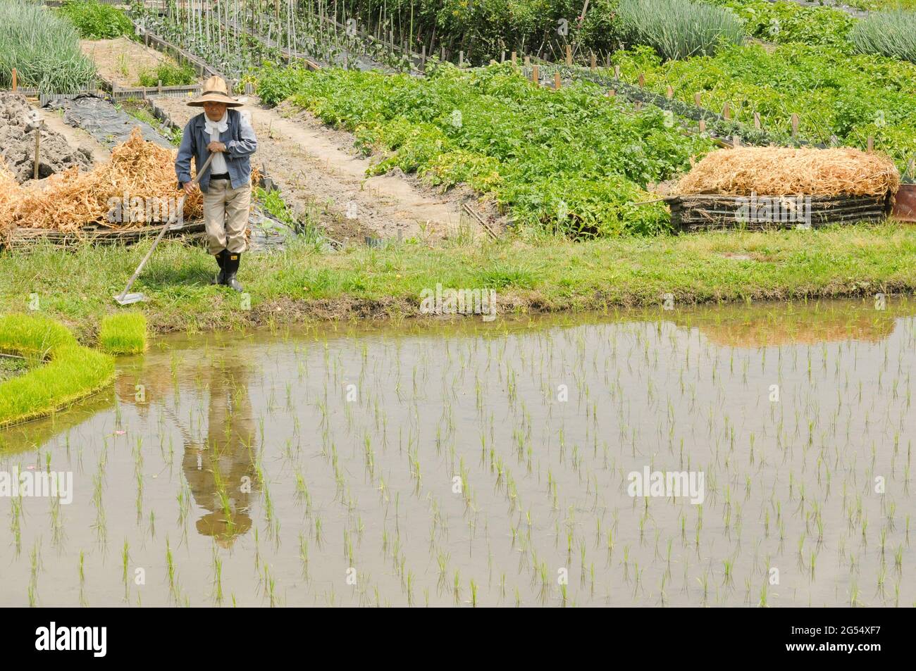 Farmer and rice plantations on a small town near the train line Stock Photo