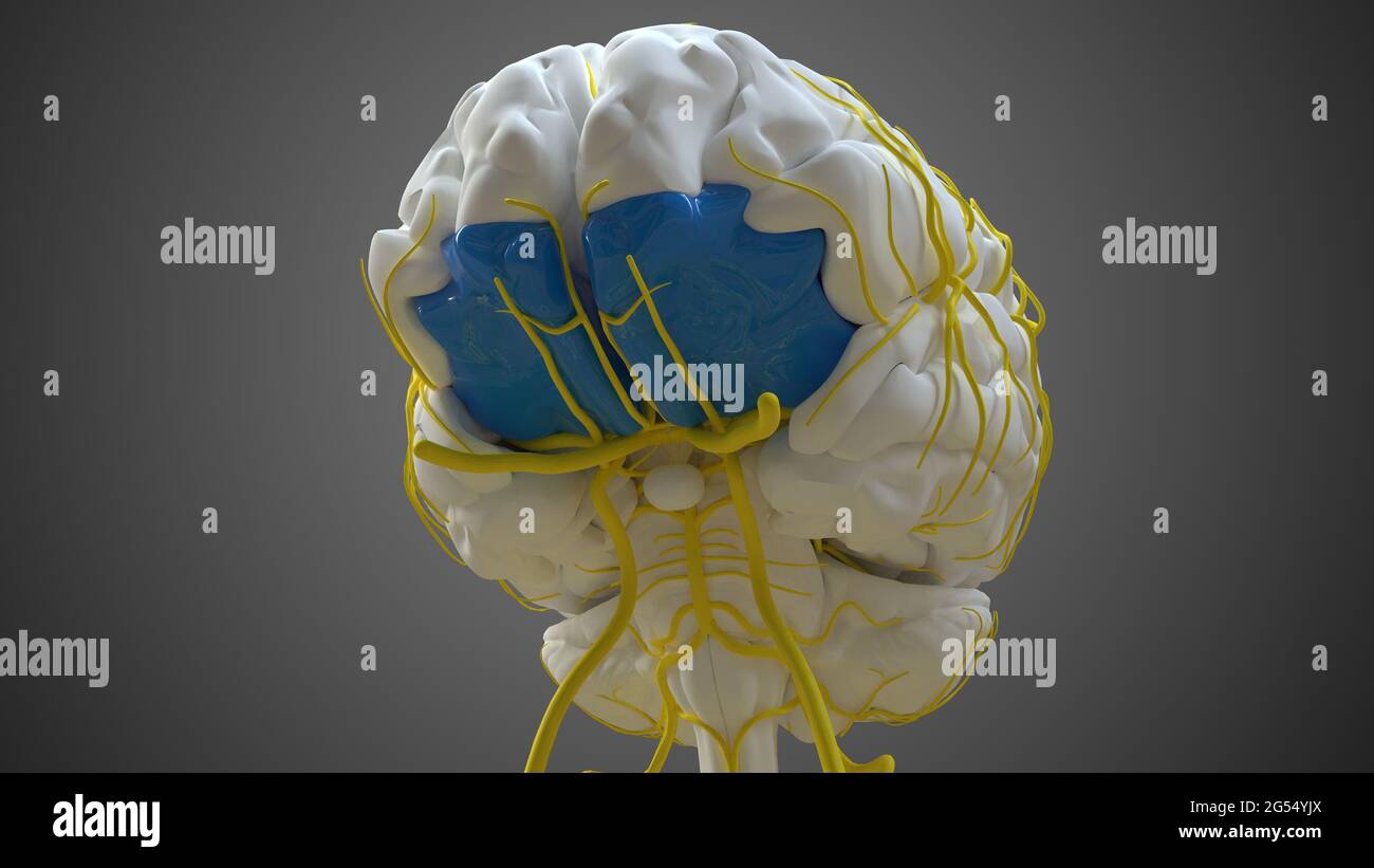 Brain Orbital gyrus Anatomy For Medical Concept 3D Illustration Stock Photo