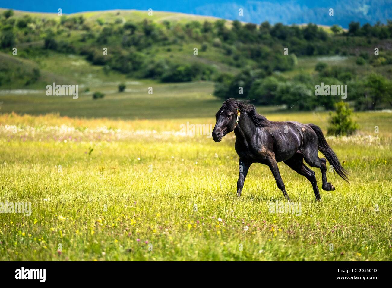 Black horse runs on a bloomy green field on mountain and clouds ...