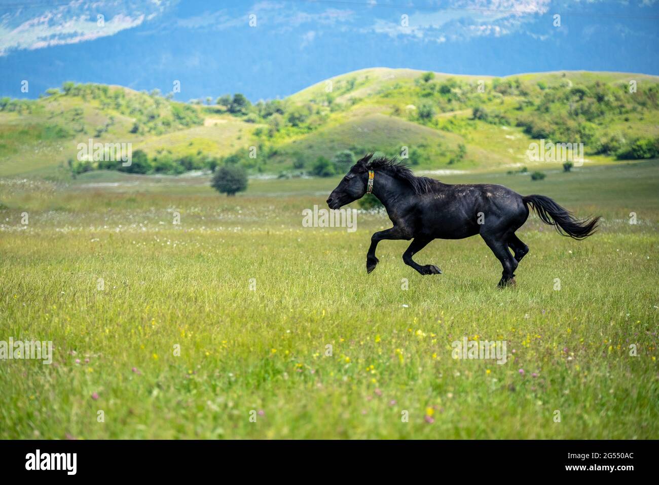 Đây là một bức ảnh tuyệt đẹp của một con ngựa đen chạy bộ qua đồng cỏ xanh tươi rộng lớn với dãy núi tuyệt đẹp và những đám mây trắng xóa phía trên. Khi xem bức ảnh này, bạn sẽ cảm nhận được cảm giác gió mát thổi qua, tất cả những lo lắng sẽ tan biến. Hãy cùng nhau khám phá vẻ đẹp của tự nhiên và đắm mình trong cảm giác yên bình.