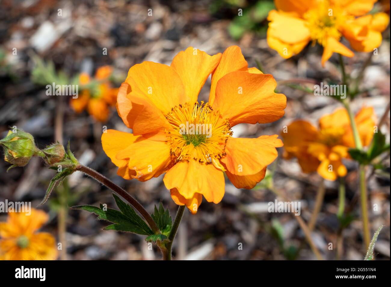 Geum 'Fireball' a summer flowering plant with a orange yellow summertime flower commonly known as Avens, stock photo image Stock Photo