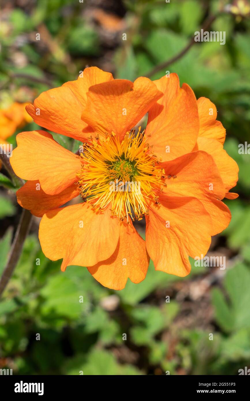 Geum 'Fireball' a summer flowering plant with a orange yellow summertime flower commonly known as Avens, stock photo image Stock Photo