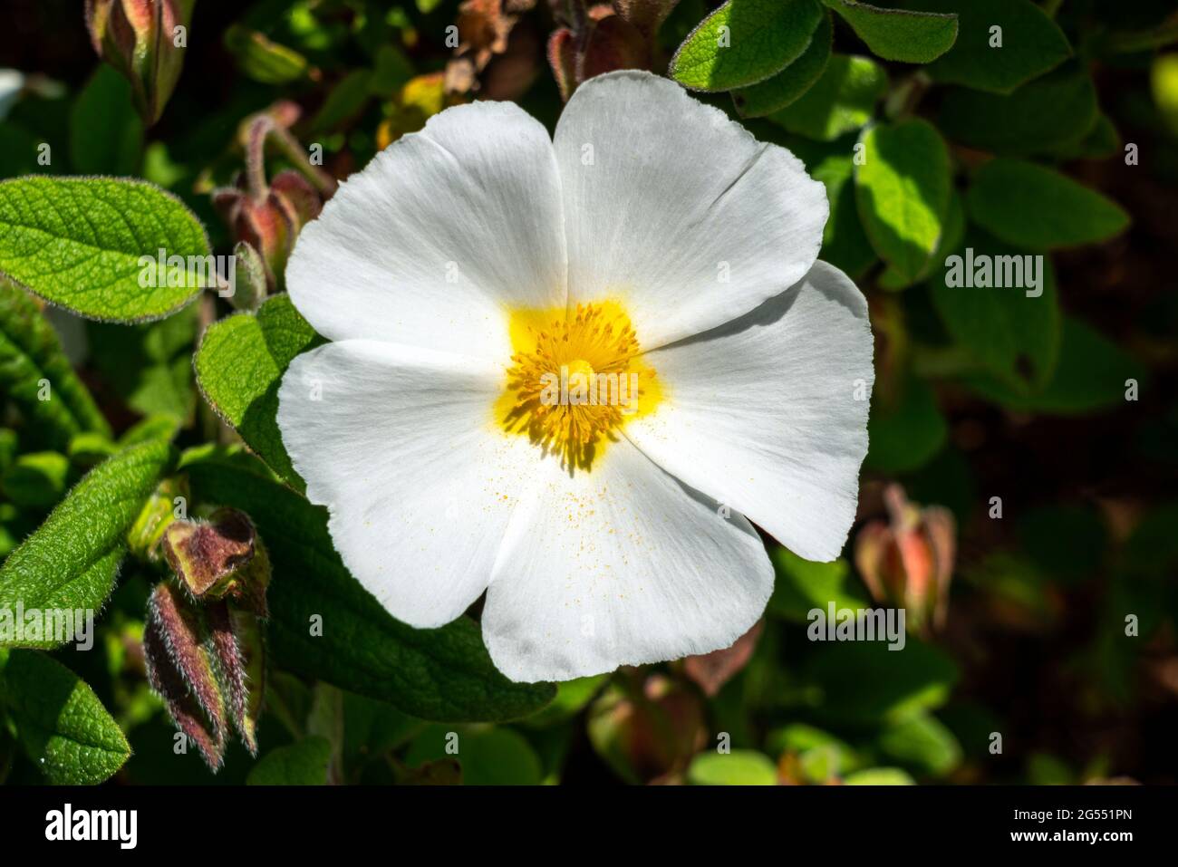 Cistus x corbariensis a summer flowering compact shrub plant with a white summertime flower commonly known as rock rose, stock photo image Stock Photo