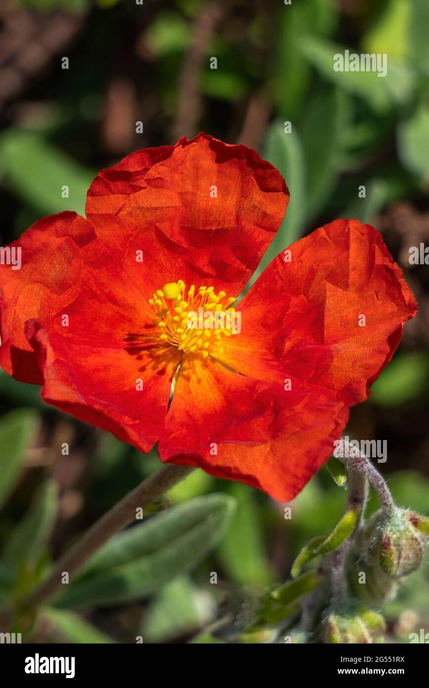 Helianthemum 'Henfield Brilliant' a summer flowering evergreen small shrub plant with an orange red summertime flower commonly known as rock rose, sto Stock Photo