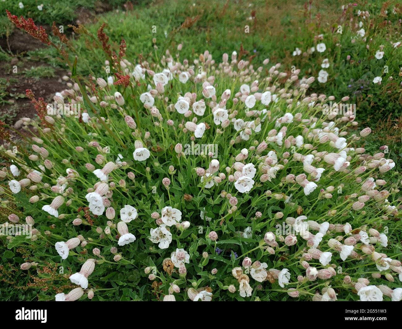 Silene Uniflora otherwise known as sea campion a spring summer wildflower plant with a white pink summertime flower commonly found on coastal cliffs i Stock Photo