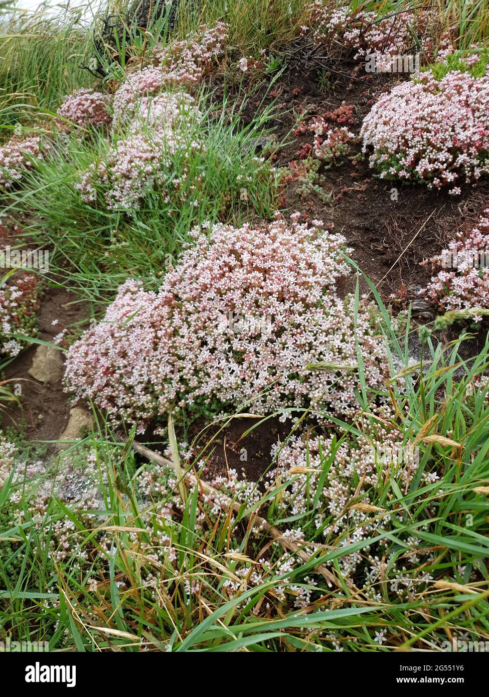 Sedum Album otherwise known as White Stonecrop a summer wildflower plant with a white pink summertime flower, stock photo image Stock Photo