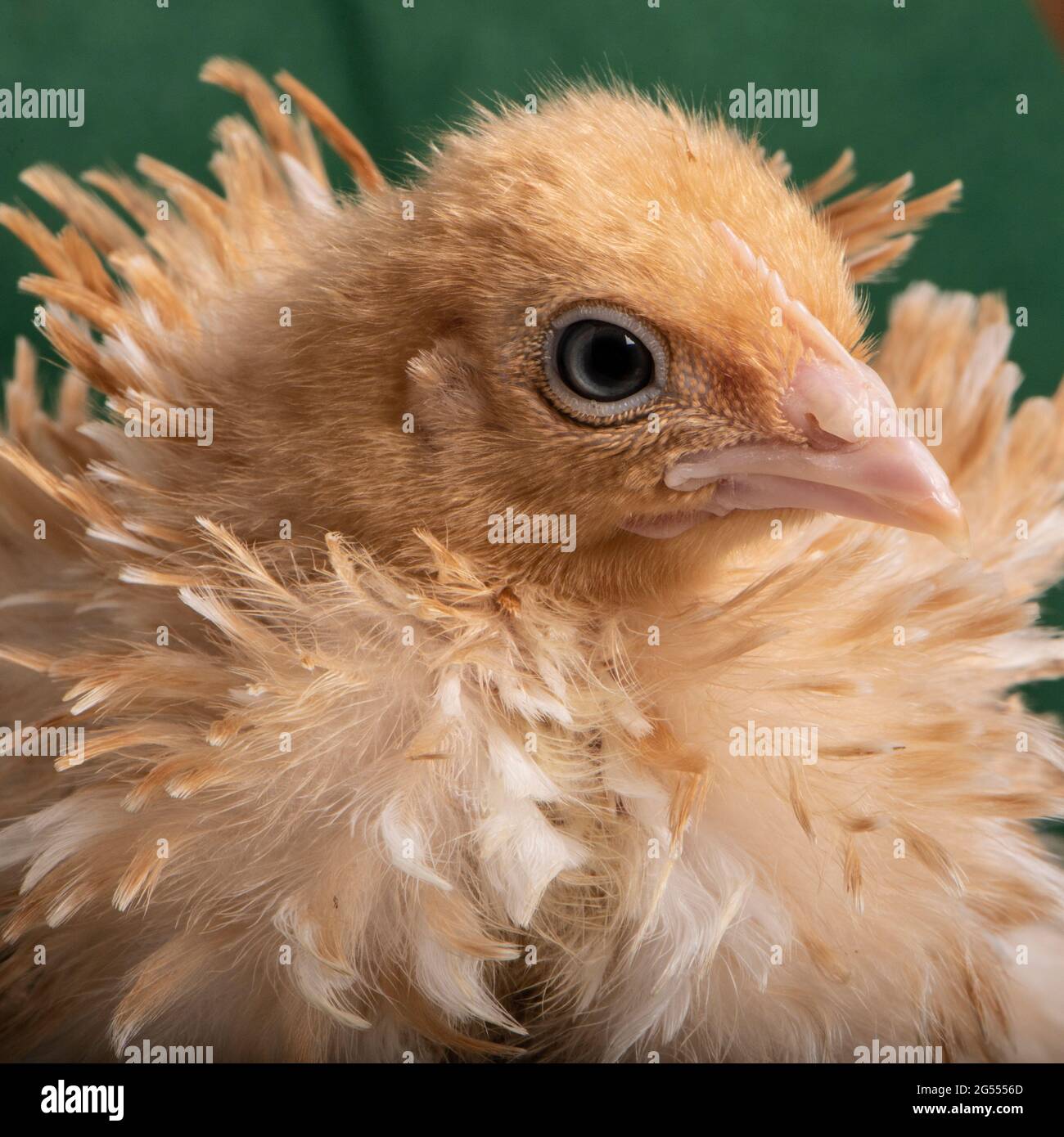 Pekin bantam chick Stock Photo