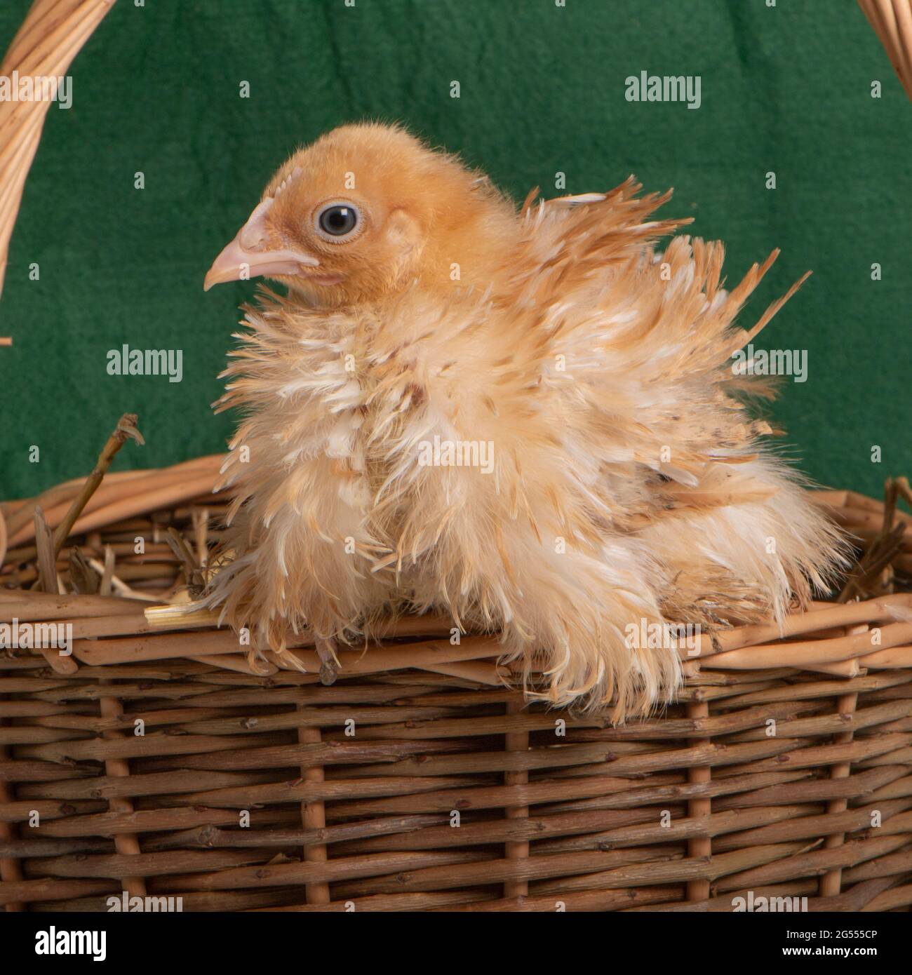 Frizzle Pekin bantam chick sitting in Easter basket Stock Photo