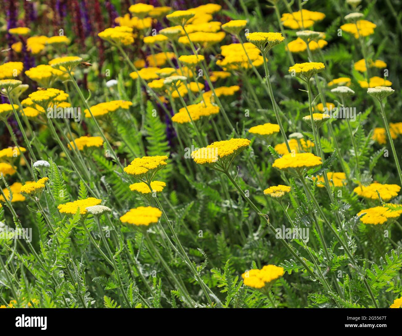 The yellow flowers of Achillea 'Coronation Gold' flowers, England, UK Stock Photo