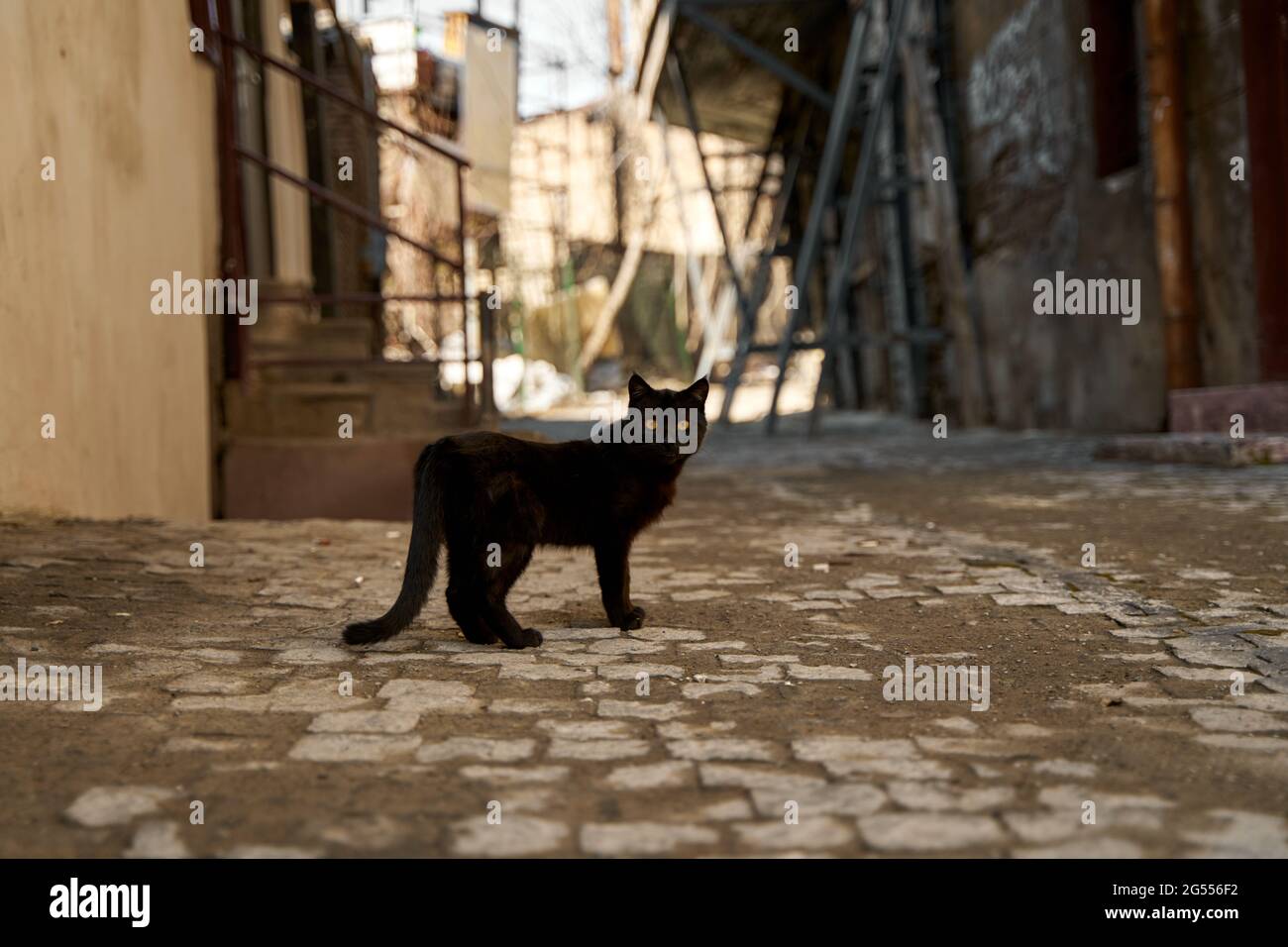 A stray black cat walks in the alley Stock Photo - Alamy