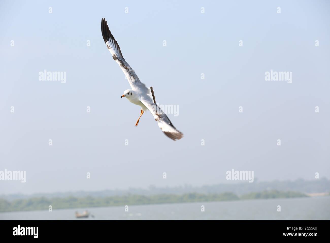 Black headed gull flying over water surface. A flock of common black headed gulls, sea gulls, flying over a beach Stock Photo