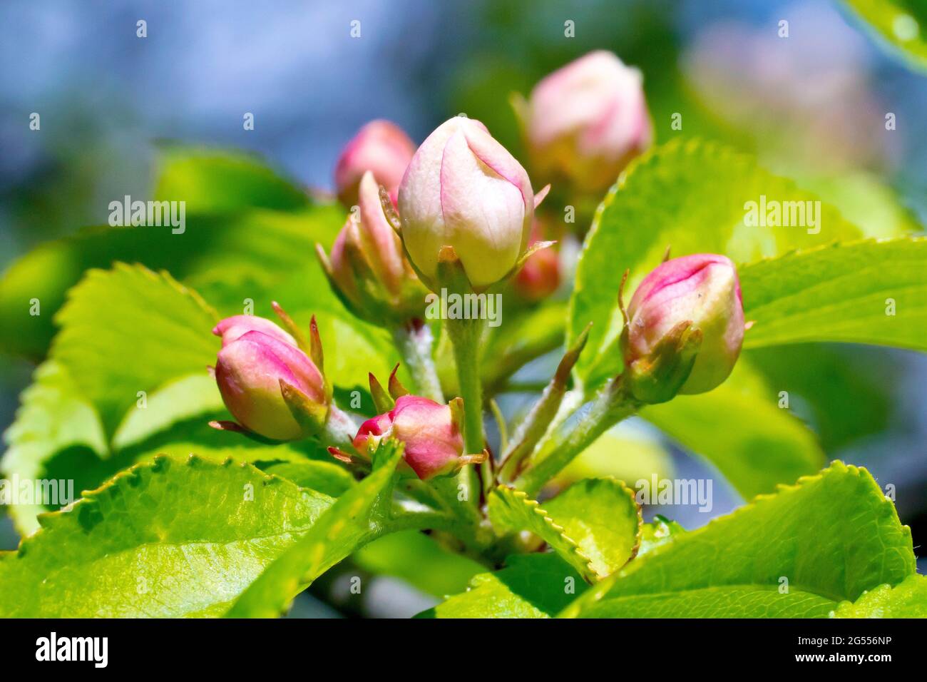 Crab Apple (malus sylvestris), close up of several flower buds almost