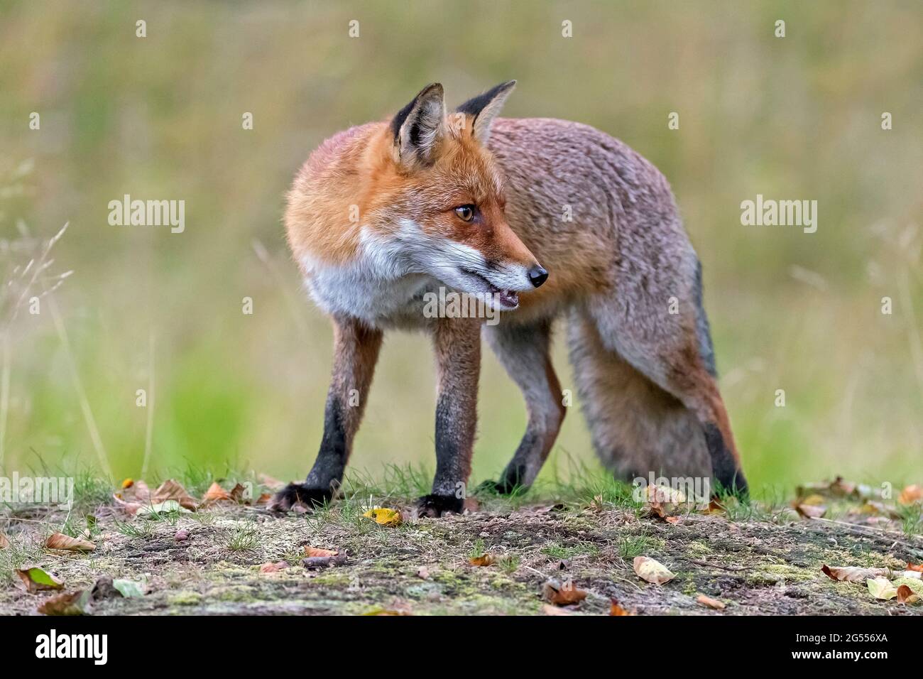 Red fox (Vulpes vulpes) looking back / backwards in field in autumn Stock Photo