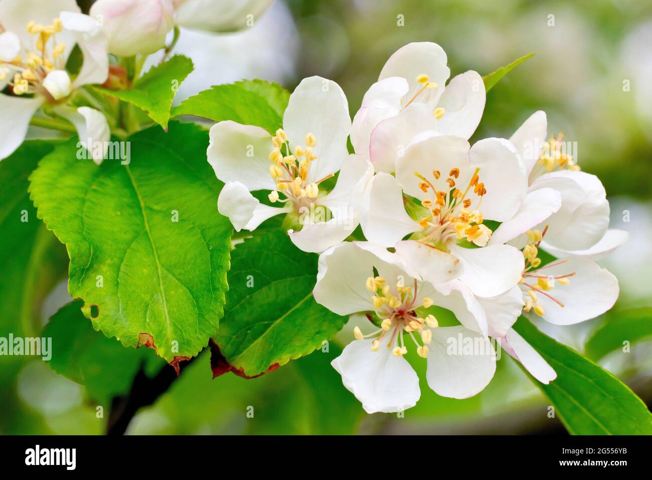 Crab Apple blossom (malus sylvestris), close up of a spray of several