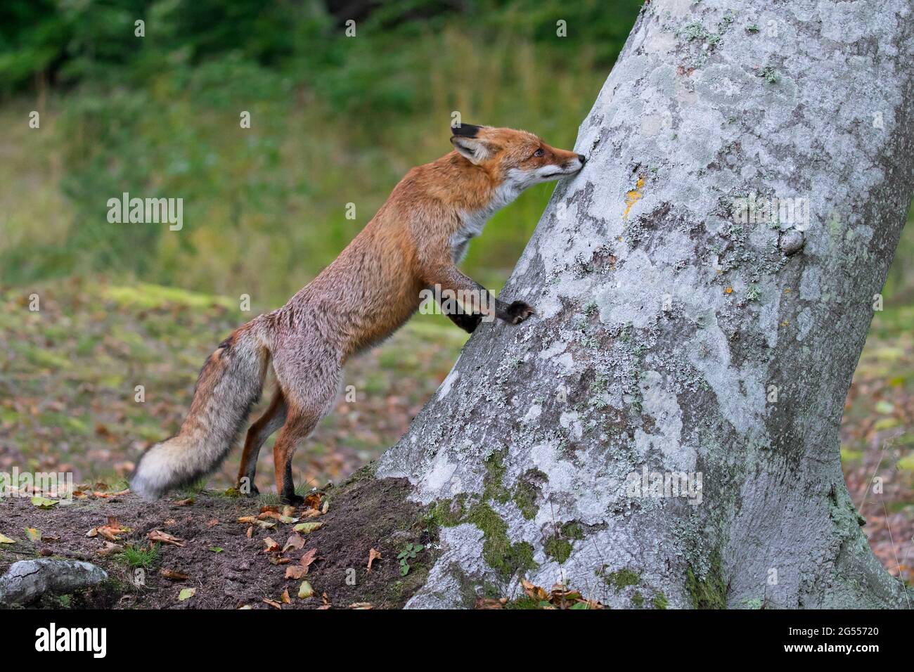 Red fox (Vulpes vulpes) sniffing at animal's scent mark on tree in forest in autumn Stock Photo