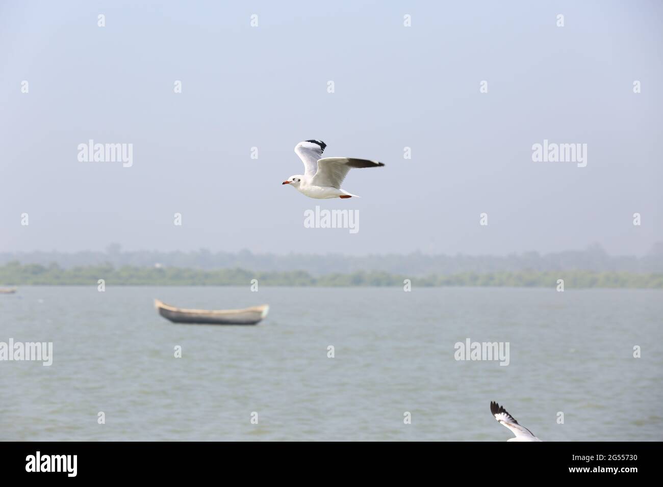 Black headed gull soaring among green woods in Bangladesh Stock Photo